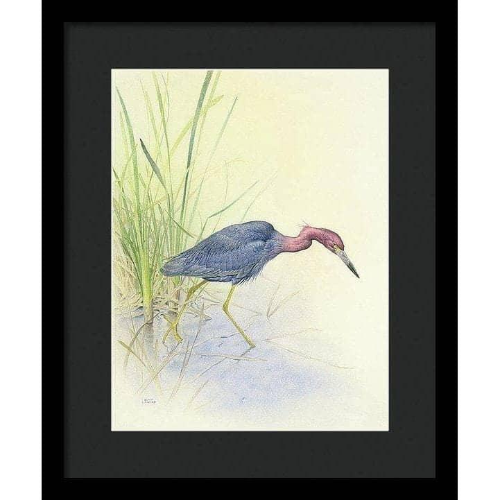 Purple Heron - Framed Print | Artwork by Glen Loates