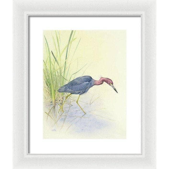 Purple Heron - Framed Print | Artwork by Glen Loates