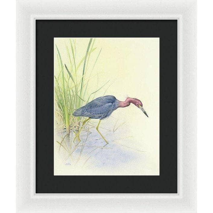 Purple Heron - Framed Print | Artwork by Glen Loates