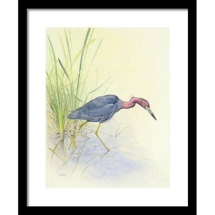 Purple Heron - Framed Print | Artwork by Glen Loates