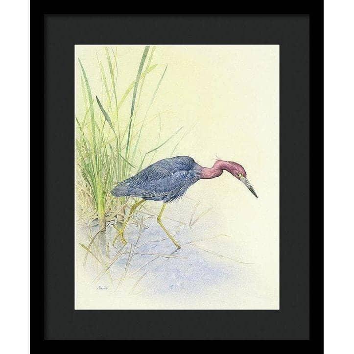 Purple Heron - Framed Print | Artwork by Glen Loates