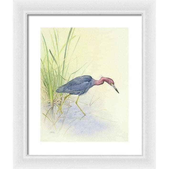 Purple Heron - Framed Print | Artwork by Glen Loates
