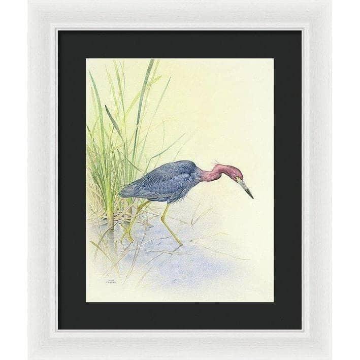 Purple Heron - Framed Print | Artwork by Glen Loates