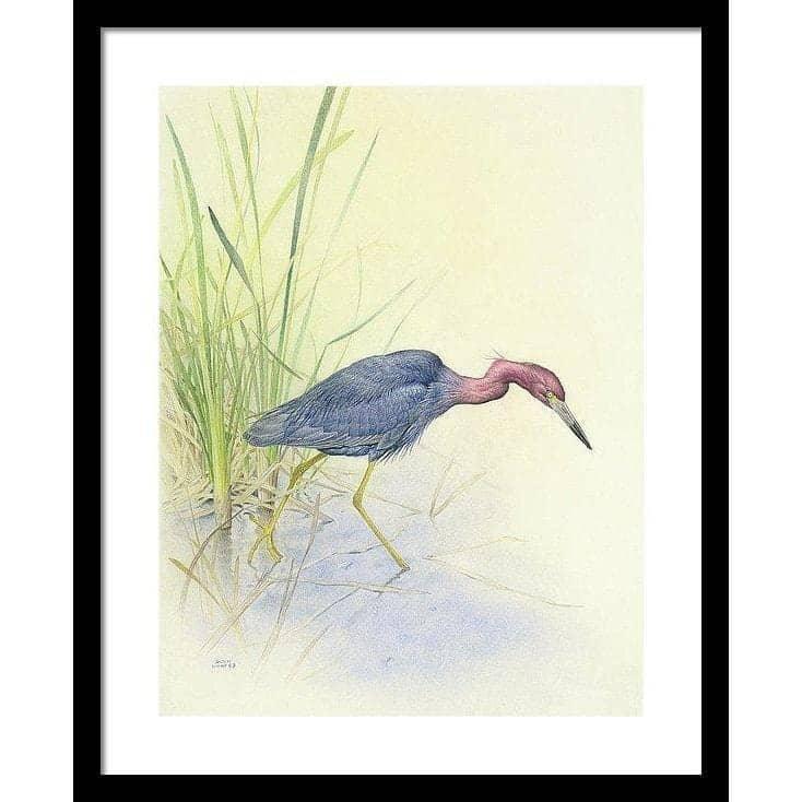Purple Heron - Framed Print | Artwork by Glen Loates