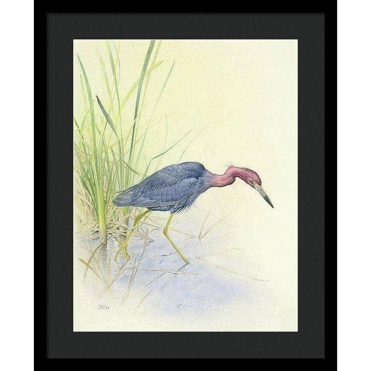 Purple Heron - Framed Print | Artwork by Glen Loates