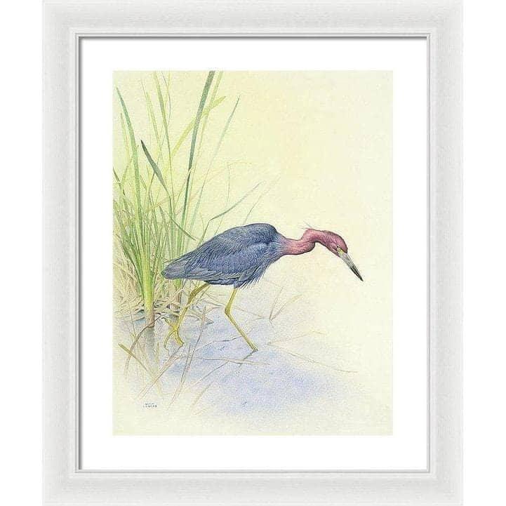 Purple Heron - Framed Print | Artwork by Glen Loates