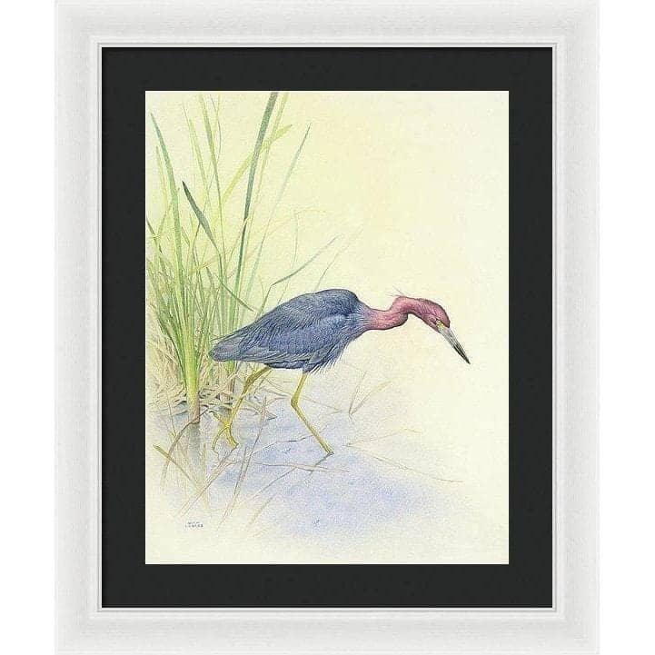 Purple Heron - Framed Print | Artwork by Glen Loates