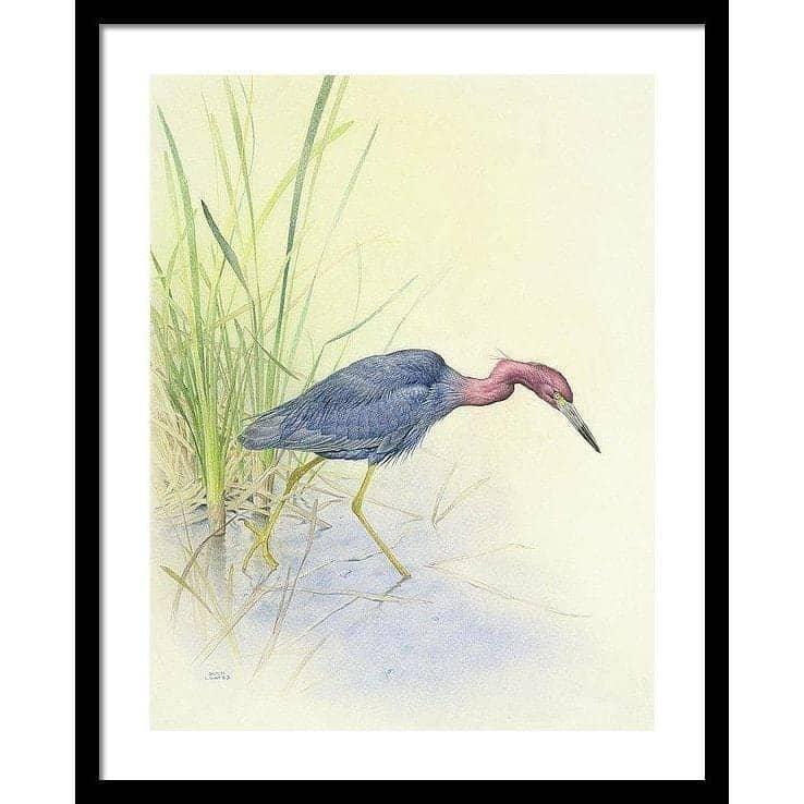 Purple Heron - Framed Print | Artwork by Glen Loates