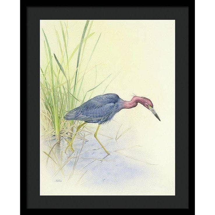Purple Heron - Framed Print | Artwork by Glen Loates