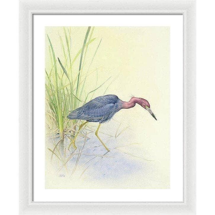 Purple Heron - Framed Print | Artwork by Glen Loates