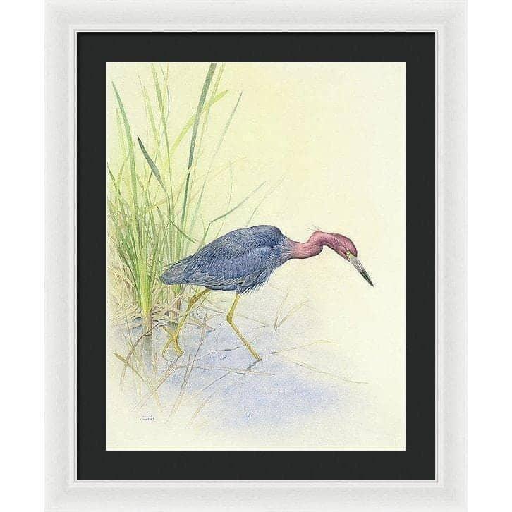 Purple Heron - Framed Print | Artwork by Glen Loates