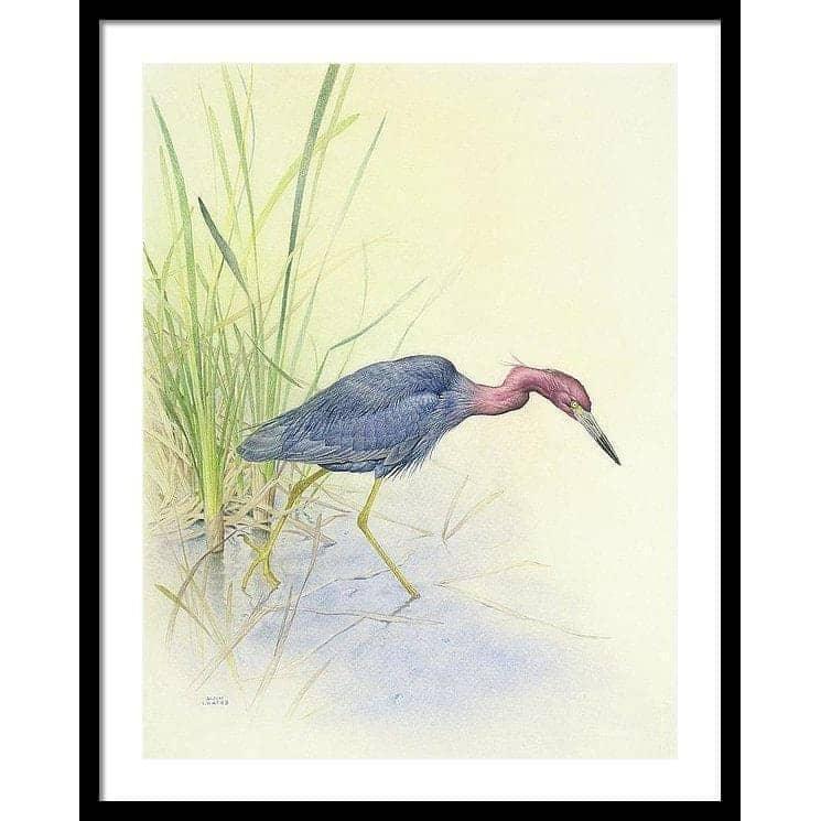 Purple Heron - Framed Print | Artwork by Glen Loates