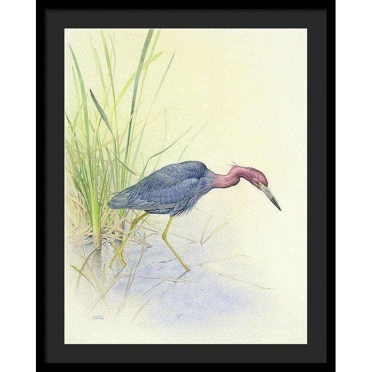 Purple Heron - Framed Print | Artwork by Glen Loates