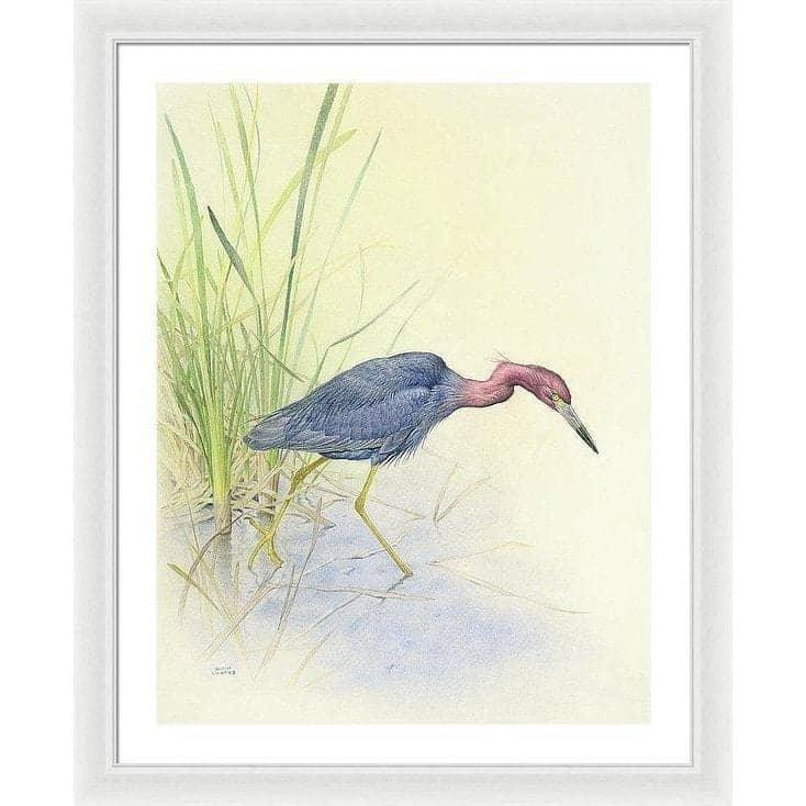 Purple Heron - Framed Print | Artwork by Glen Loates