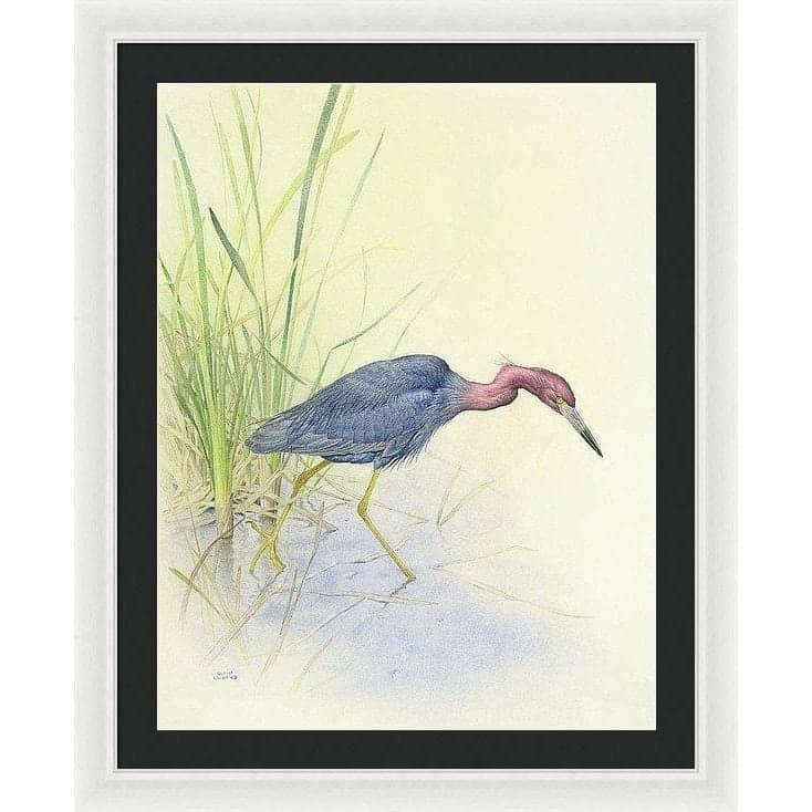 Purple Heron - Framed Print | Artwork by Glen Loates
