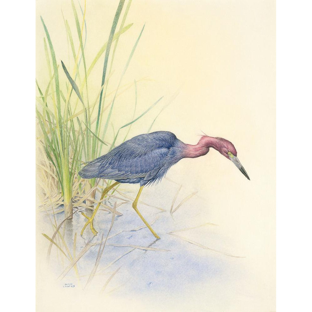 Purple Heron - Framed Print | Artwork by Glen Loates