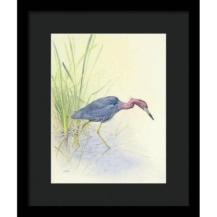 Purple Heron - Framed Print | Artwork by Glen Loates