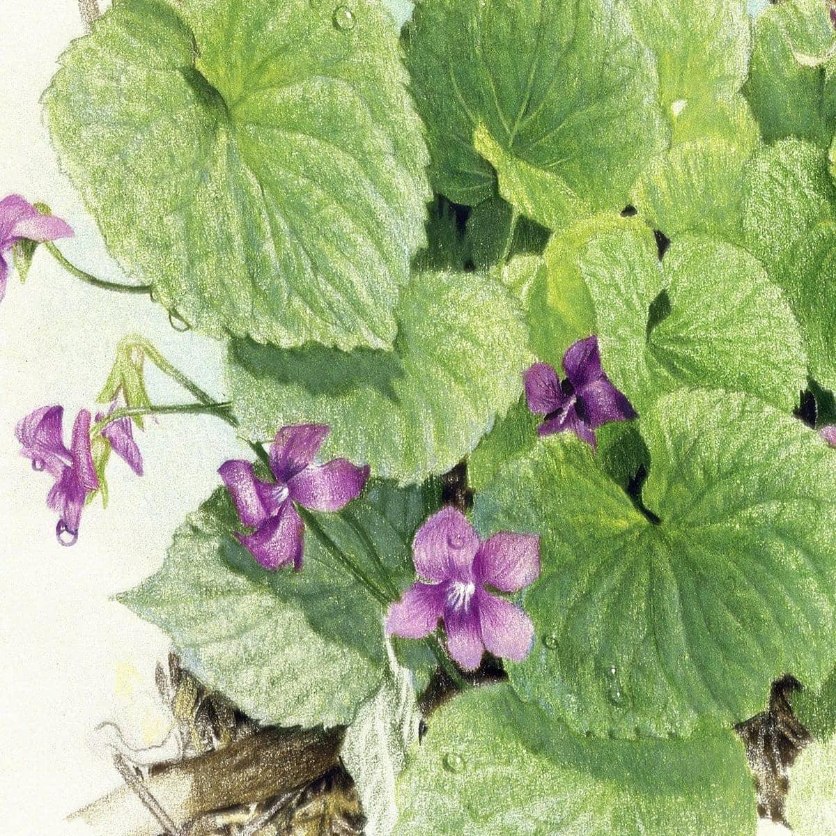 Purple Violets - Canvas Print | Artwork by Glen Loates