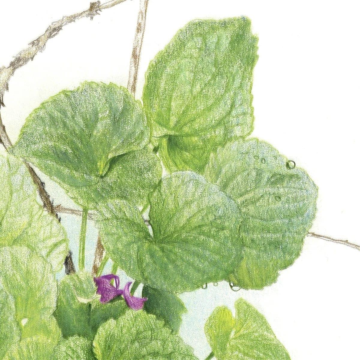 Purple Violets - Canvas Print | Artwork by Glen Loates