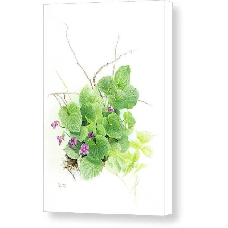 Purple Violets - Canvas Print | Artwork by Glen Loates