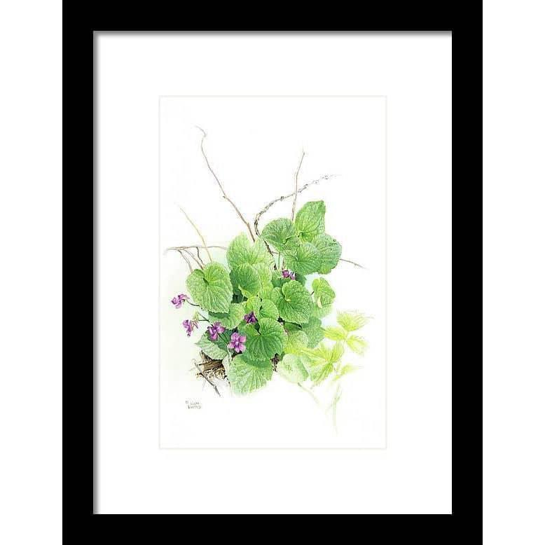 Purple Violets - Framed Print | Artwork by Glen Loates