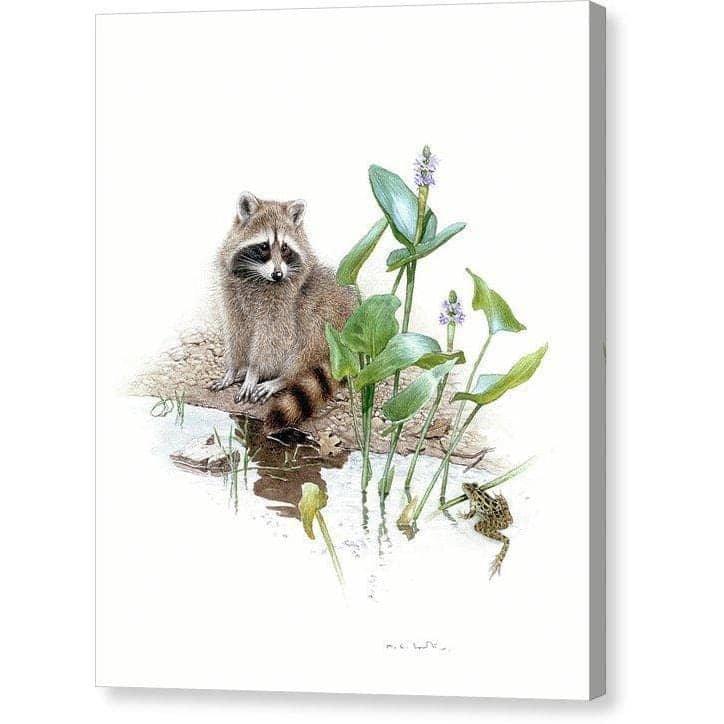 Raccoon Baby - Canvas Print | Artwork by Glen Loates