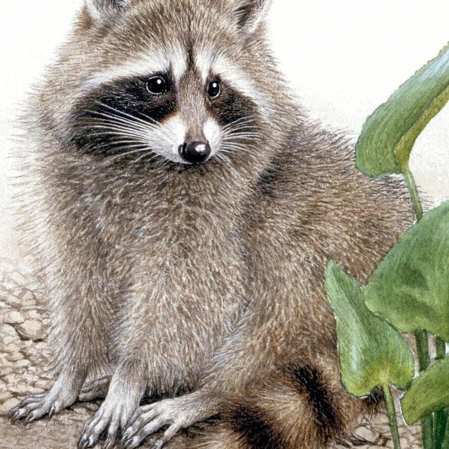 Raccoon Baby - Canvas Print | Artwork by Glen Loates