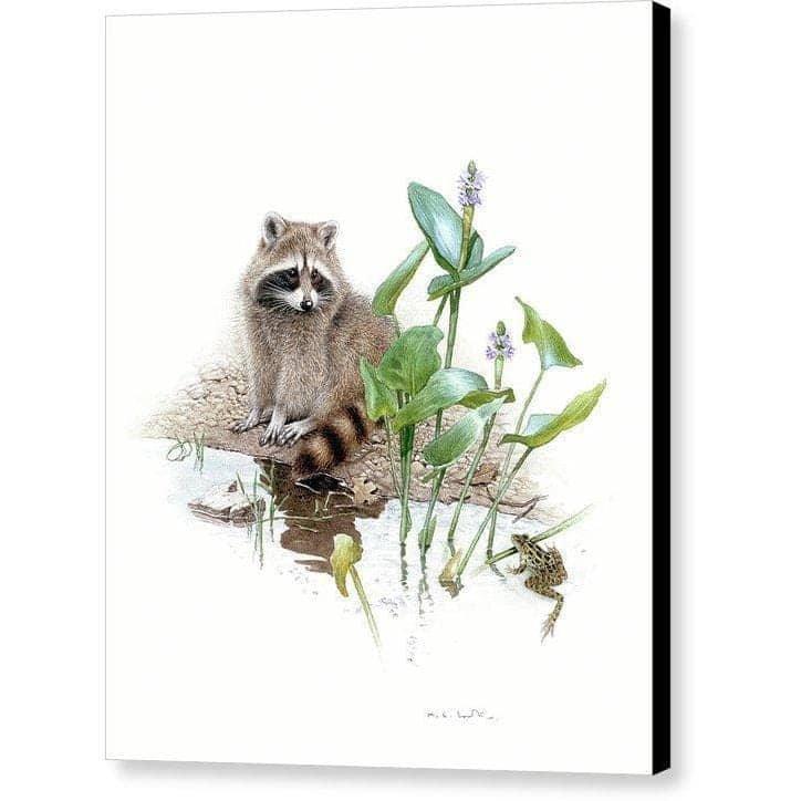 Raccoon Baby - Canvas Print | Artwork by Glen Loates