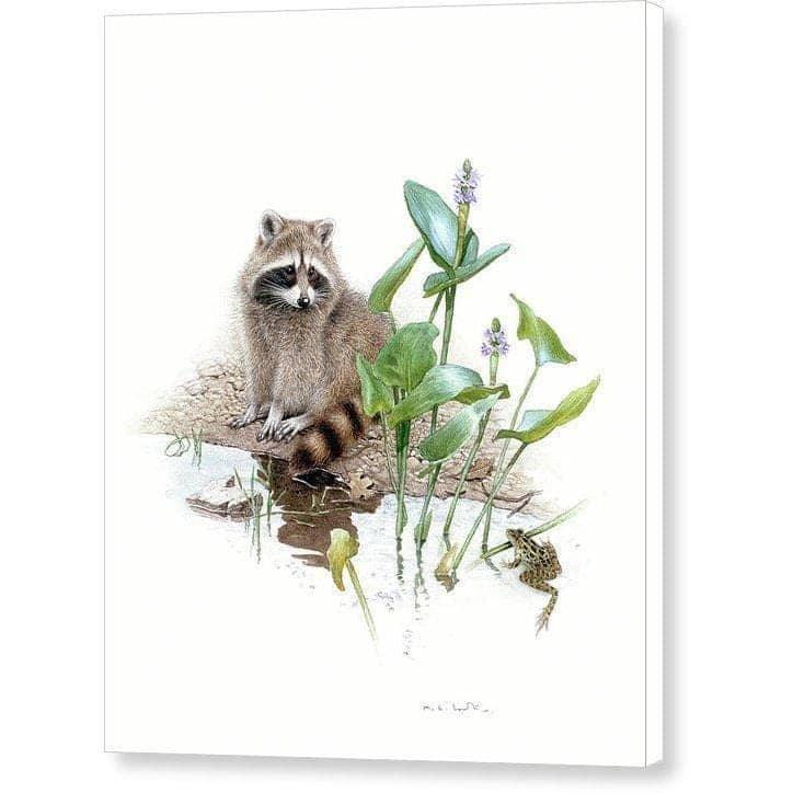 Raccoon Baby - Canvas Print | Artwork by Glen Loates