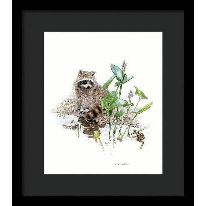 Raccoon Baby - Framed Print | Artwork by Glen Loates