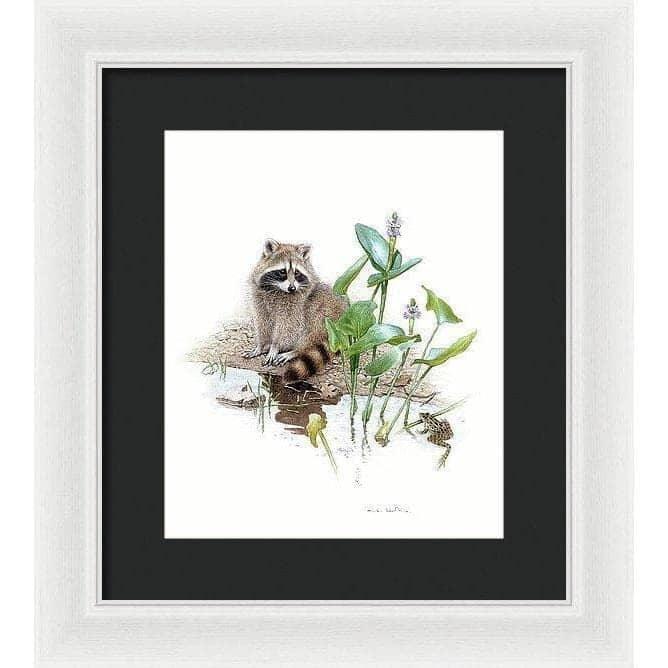 Raccoon Baby - Framed Print | Artwork by Glen Loates