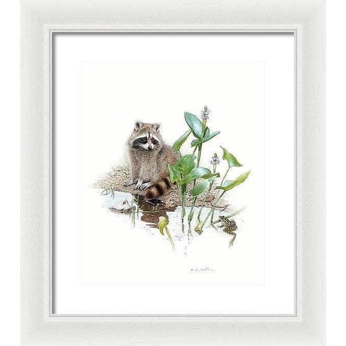 Raccoon Baby - Framed Print | Artwork by Glen Loates