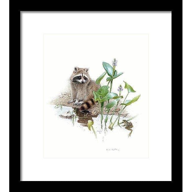 Raccoon Baby - Framed Print | Artwork by Glen Loates