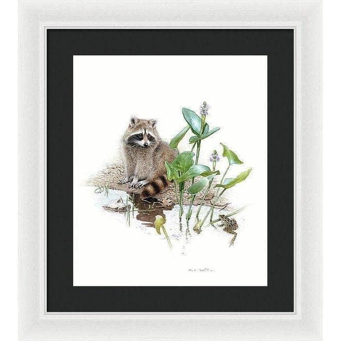 Raccoon Baby - Framed Print | Artwork by Glen Loates