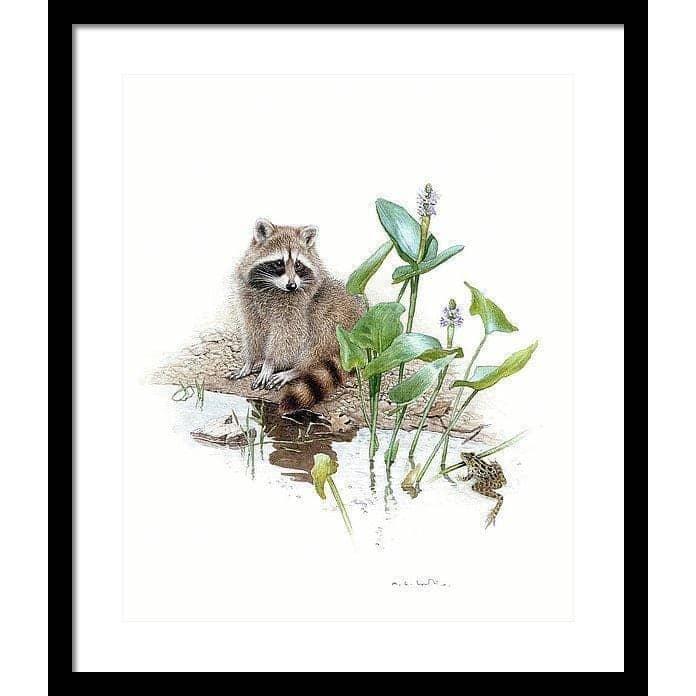Raccoon Baby - Framed Print | Artwork by Glen Loates