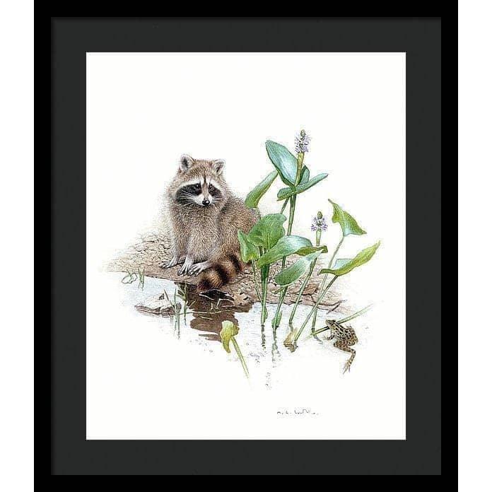 Raccoon Baby - Framed Print | Artwork by Glen Loates