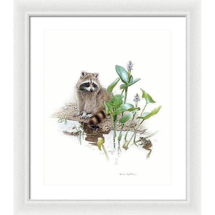 Raccoon Baby - Framed Print | Artwork by Glen Loates