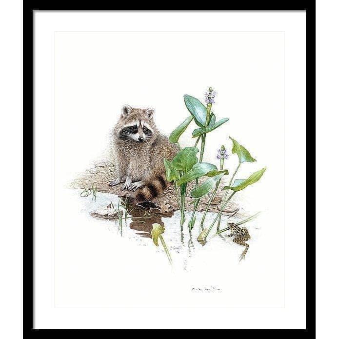 Raccoon Baby - Framed Print | Artwork by Glen Loates