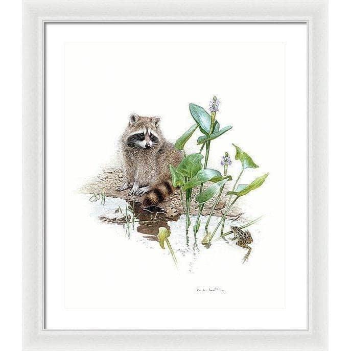 Raccoon Baby - Framed Print | Artwork by Glen Loates