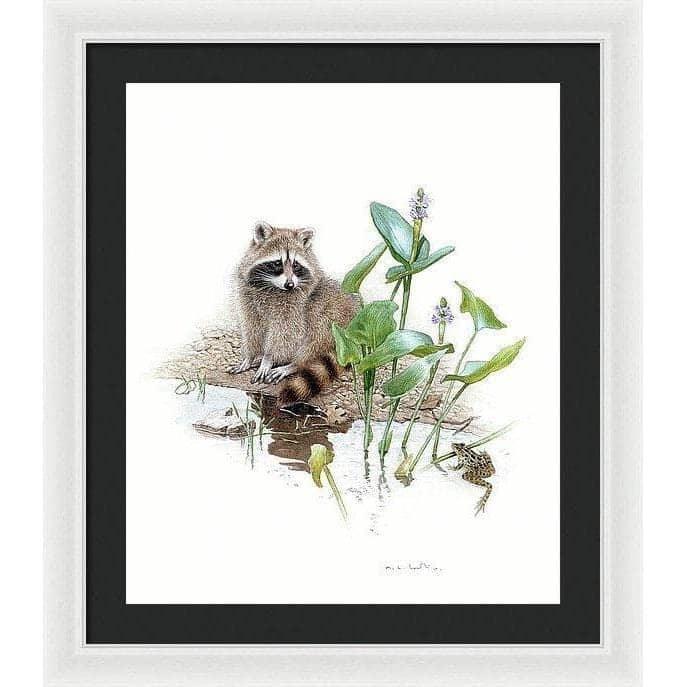 Raccoon Baby - Framed Print | Artwork by Glen Loates