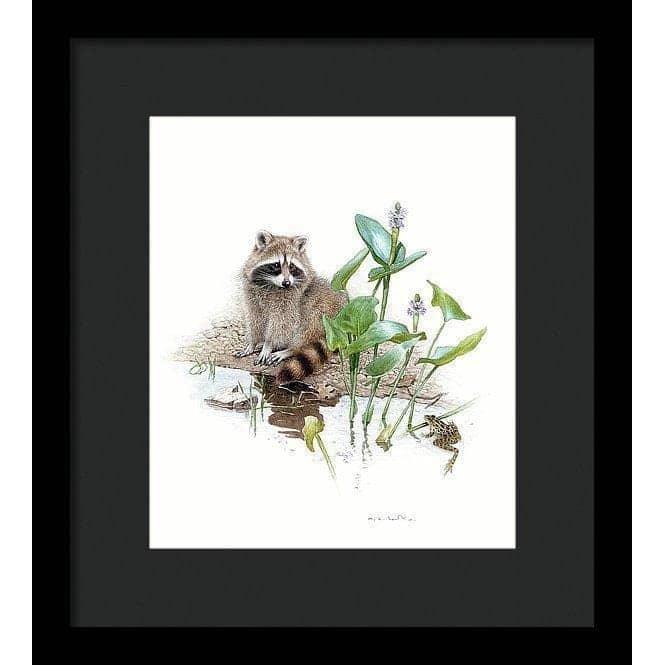 Raccoon Baby - Framed Print | Artwork by Glen Loates