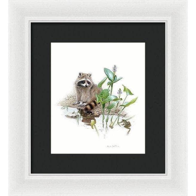 Raccoon Baby - Framed Print | Artwork by Glen Loates