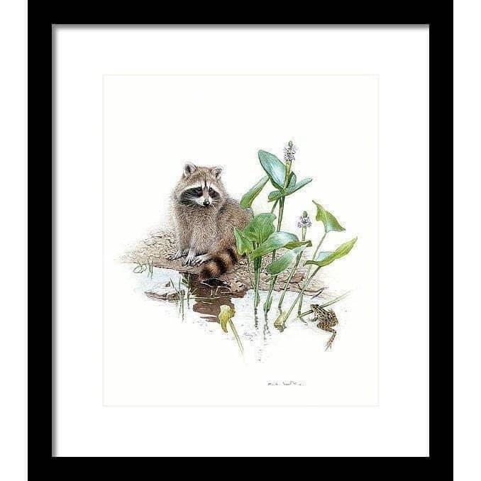 Raccoon Baby - Framed Print | Artwork by Glen Loates