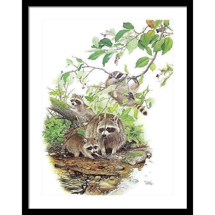 Raccoon Family - Framed Print | Artwork by Glen Loates