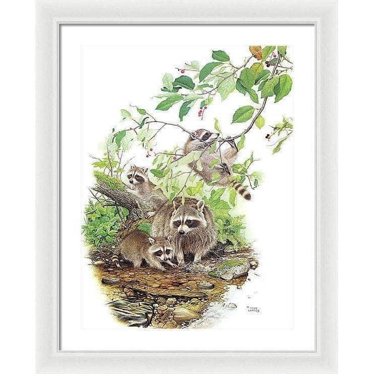 Raccoon Family - Framed Print | Artwork by Glen Loates