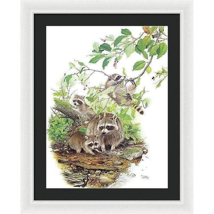 Raccoon Family - Framed Print | Artwork by Glen Loates