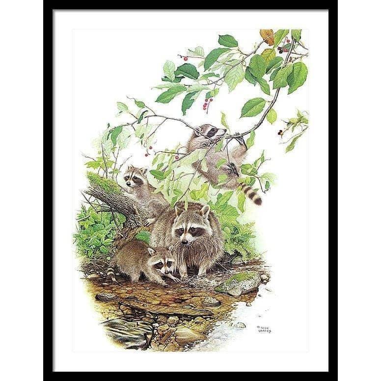 Raccoon Family - Framed Print | Artwork by Glen Loates