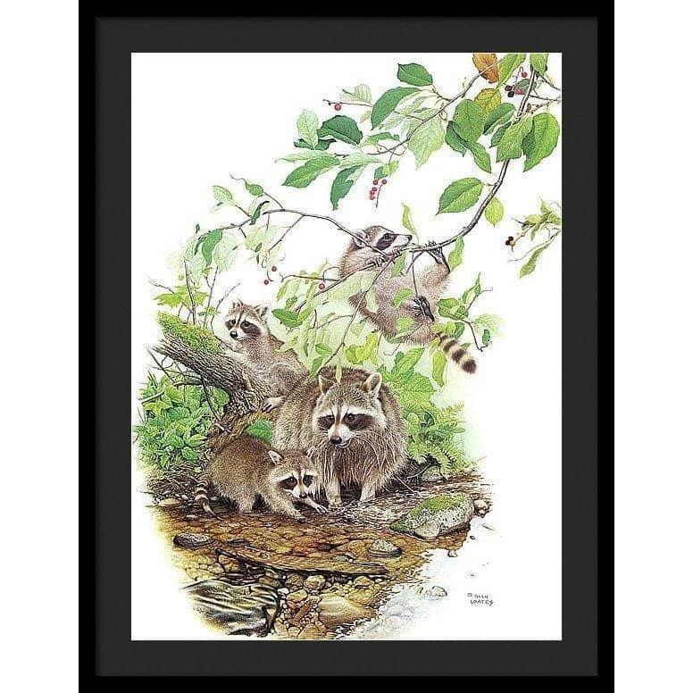 Raccoon Family - Framed Print | Artwork by Glen Loates
