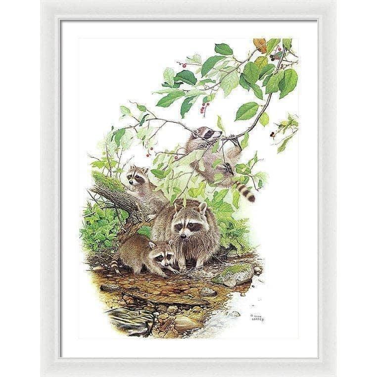 Raccoon Family - Framed Print | Artwork by Glen Loates