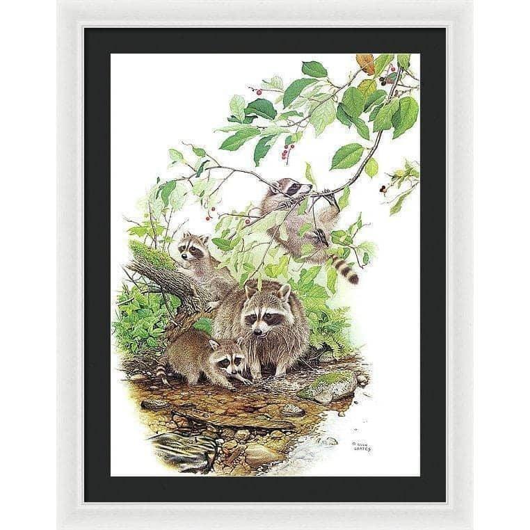 Raccoon Family - Framed Print | Artwork by Glen Loates